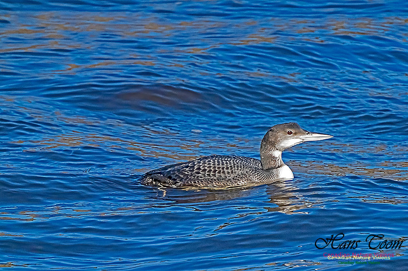Common Loon 101