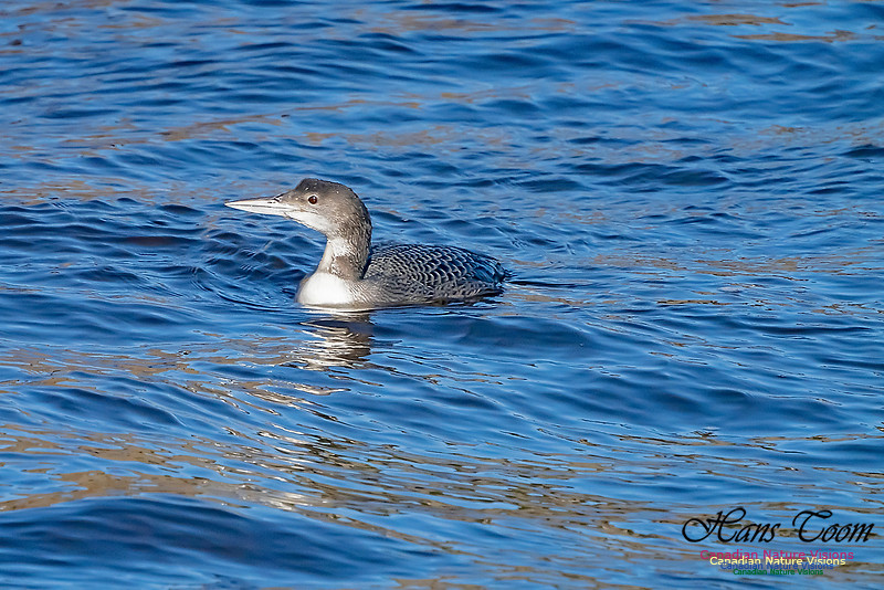 Common Loon 102