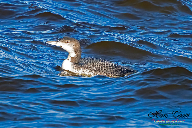 Common Loon 100