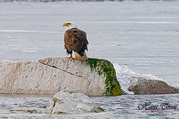 Bald Eagle 101