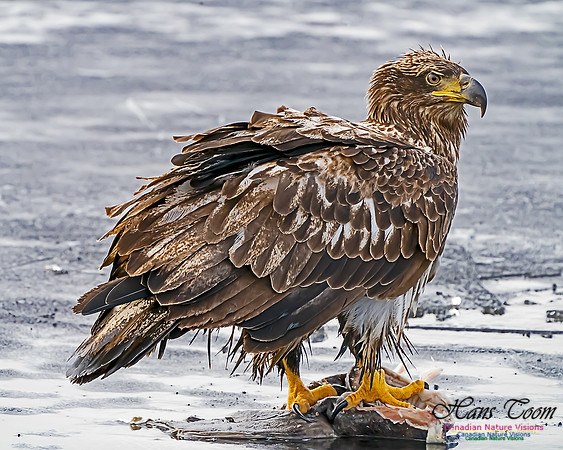 Bald Eagle 102