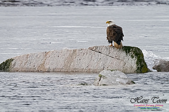 Bald Eagle 100
