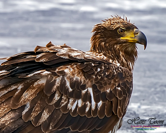 Bald Eagle 103