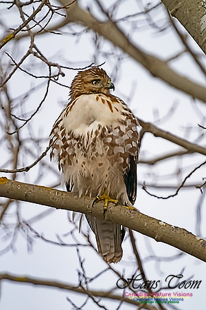 Red-tailed Hawk 101