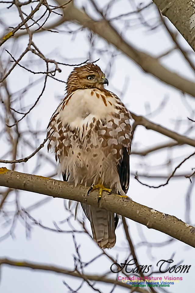 Red-tailed Hawk 101