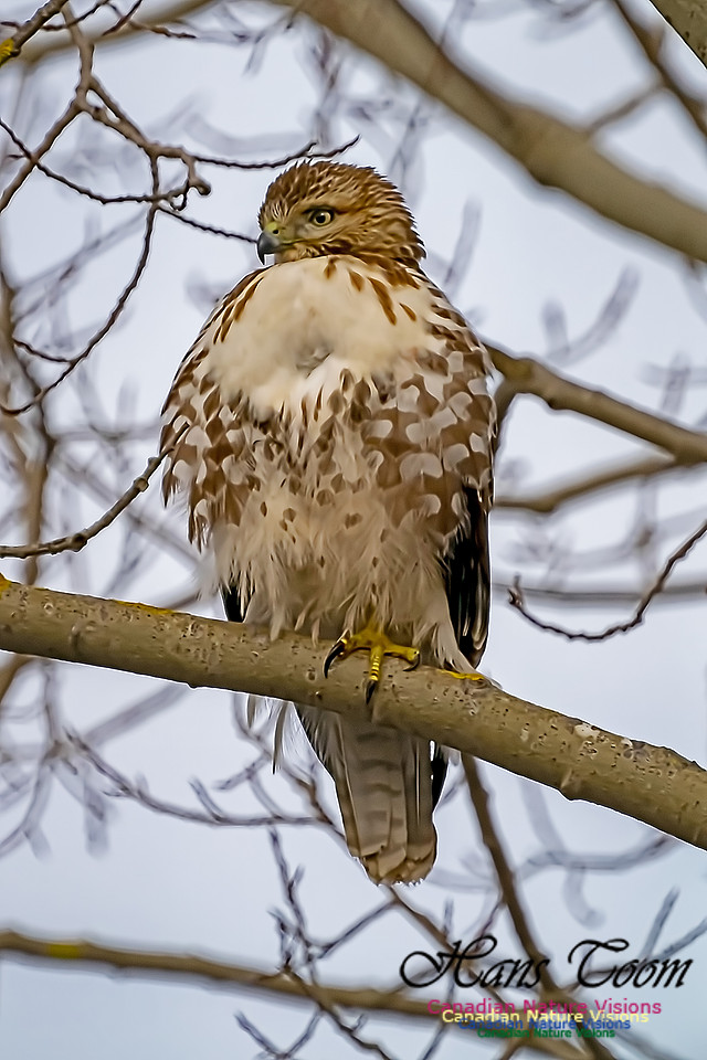 Red-tailed Hawk 102