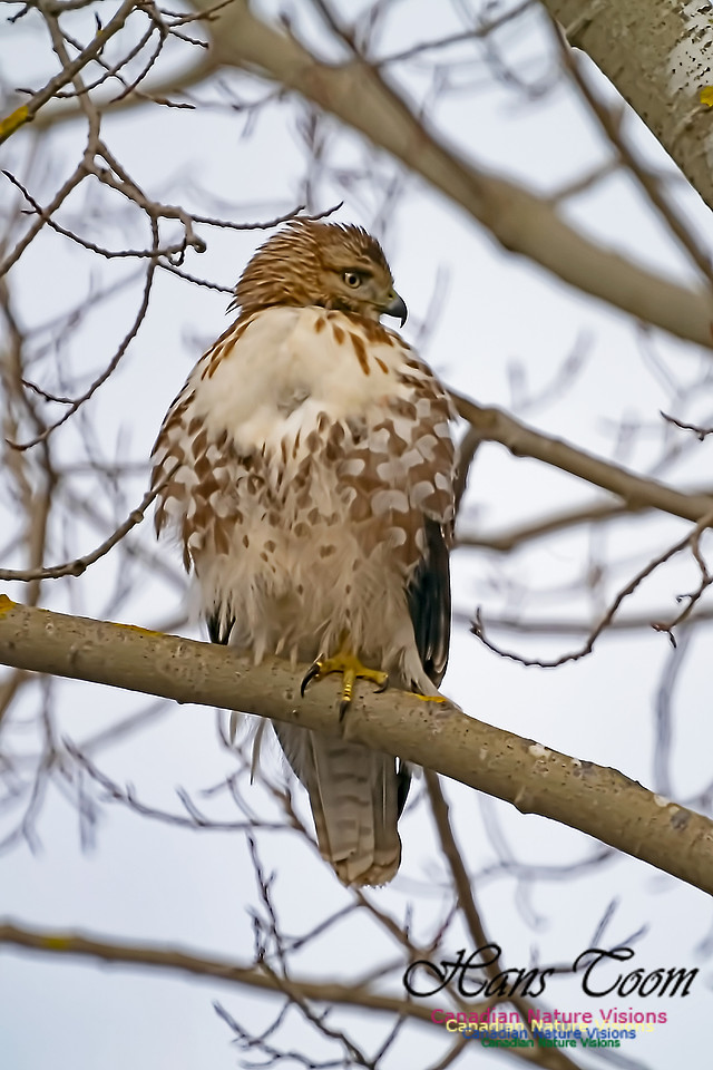 Red-tailed Hawk 100