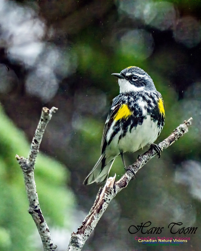 Yellow-rumped Warbler 300