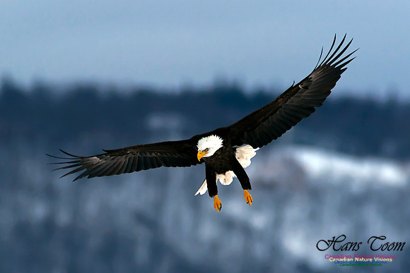 Bald Eagle