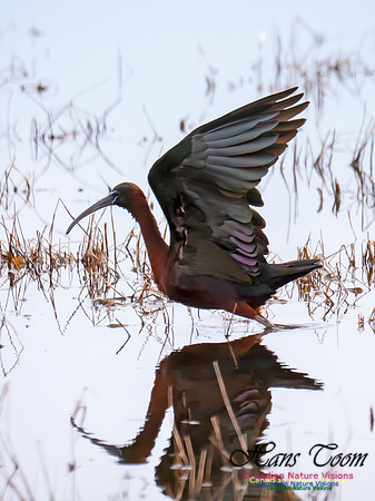 Glossy Ibis 10