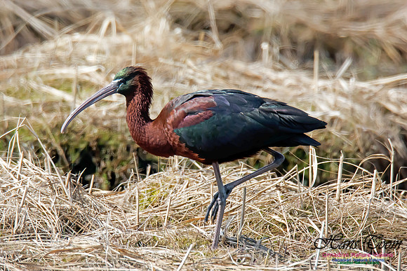 Glossy Ibis