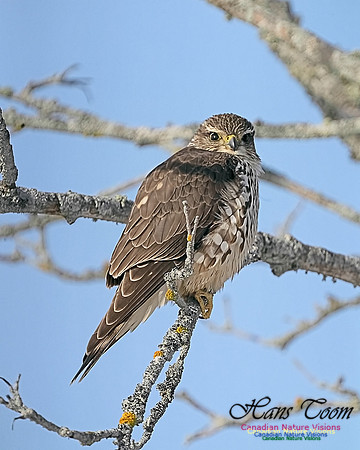 Merlin 101