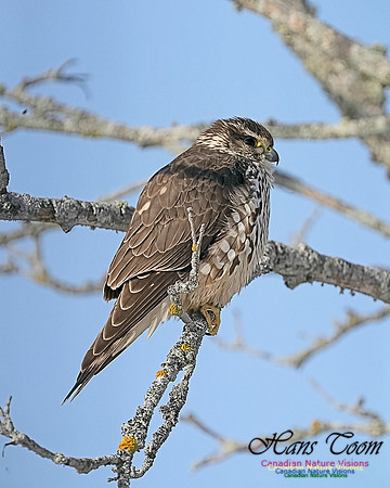 Merlin 100