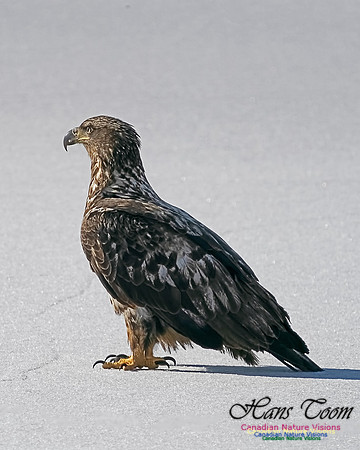 Bald Eagles 305