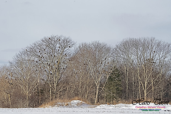 Bald Eagles 301