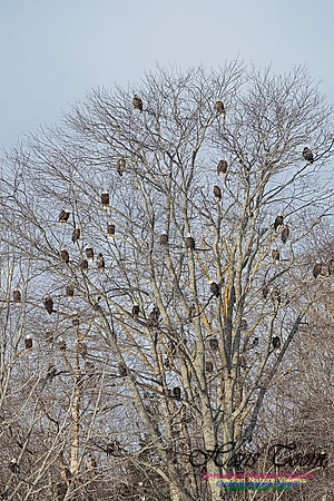 Bald Eagles 302