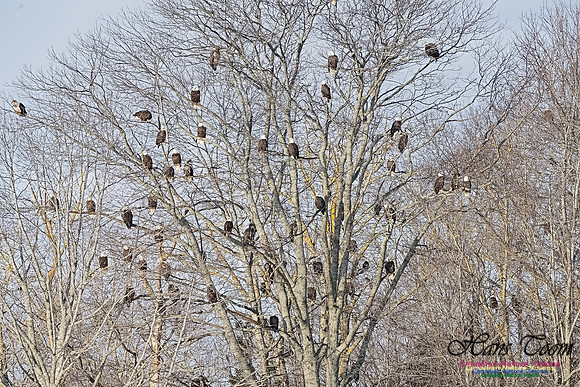 Bald Eagles 303