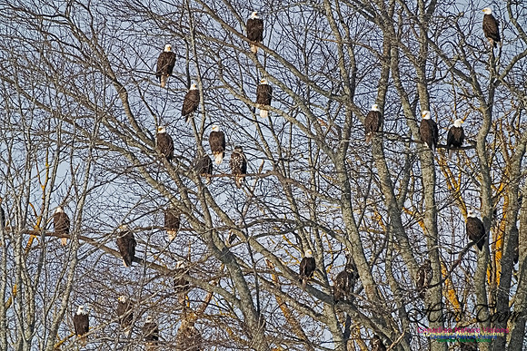 Bald Eagles 304