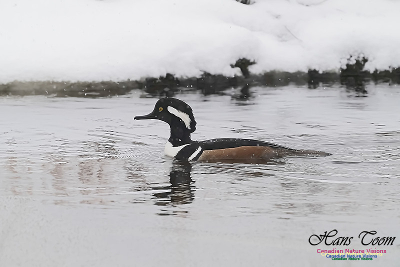 Hooded Merganser 104