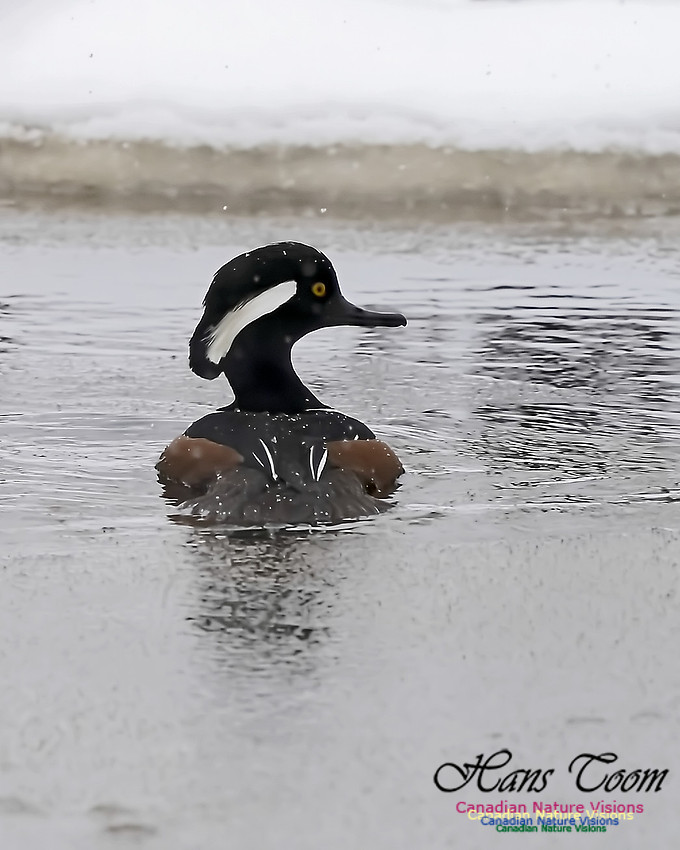 Hooded Merganser 100