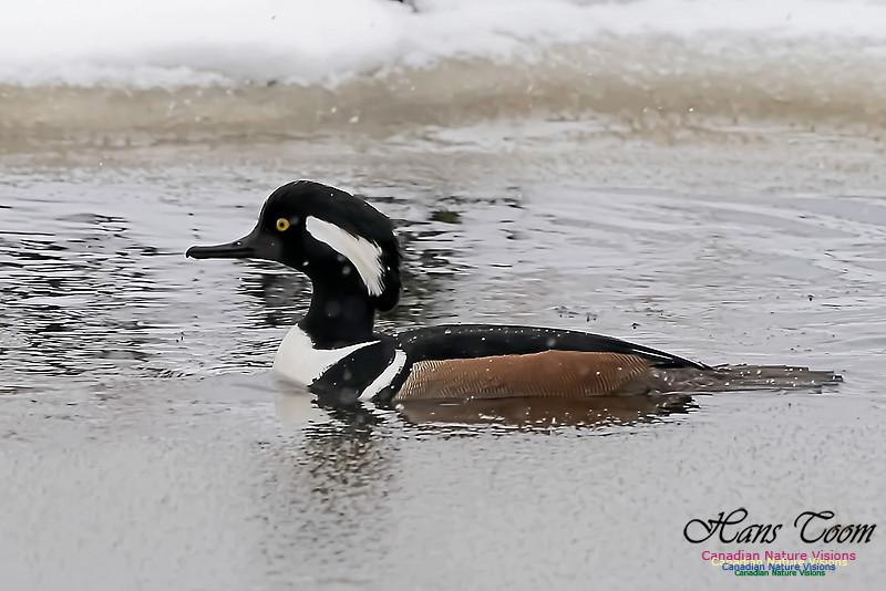 Hooded Merganser 103