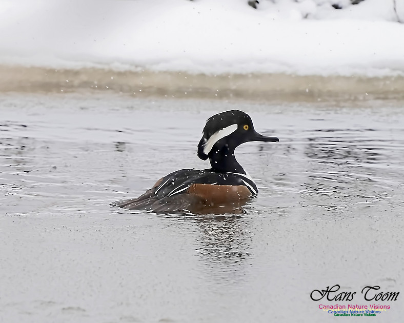 Hooded Merganser 101