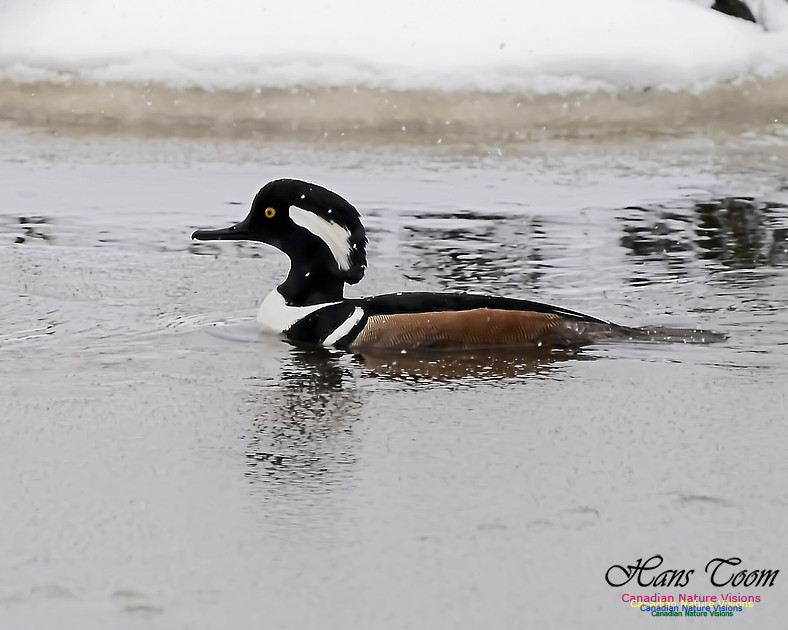 Hooded Merganser 102