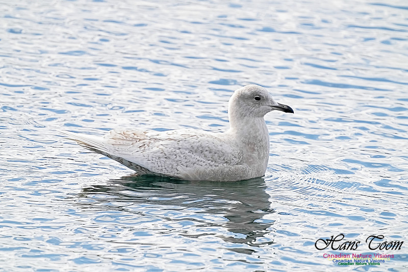 Iceland Gull 100