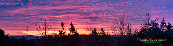 Panorama of Portuguese Cove Sunrise 101