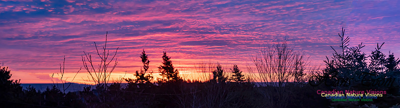 Panorama of Portuguese Cove Sunrise 101