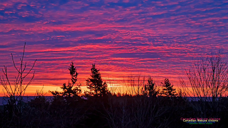 Panorama of Portuguese Cove Sunrise 102