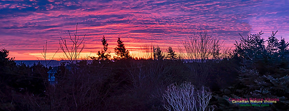 Panorama of Portuguese Cove Sunrise 100