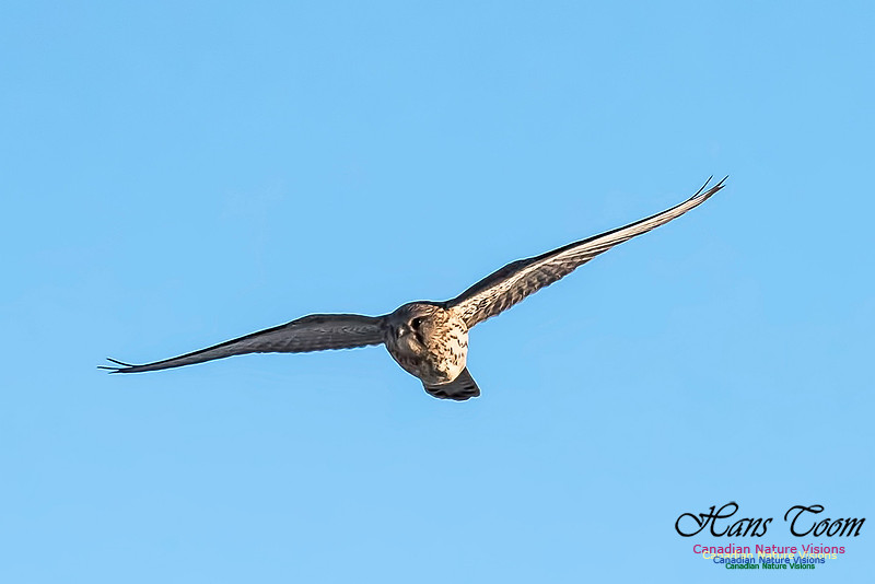 Eurasian Kestrel