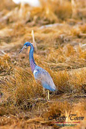 Tricoloured Heron 6