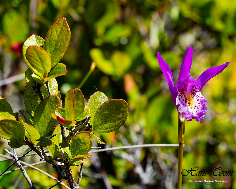Dragon's Mouth Orchid 101