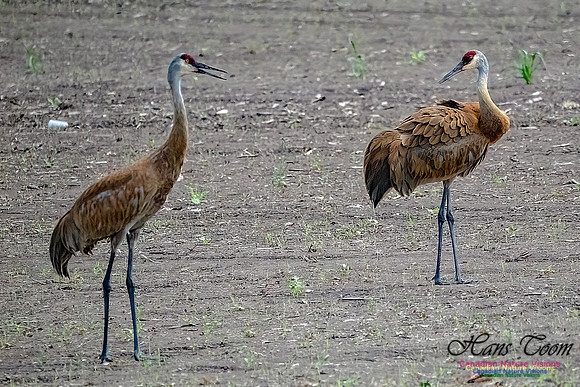 Sandhill Cranes 703