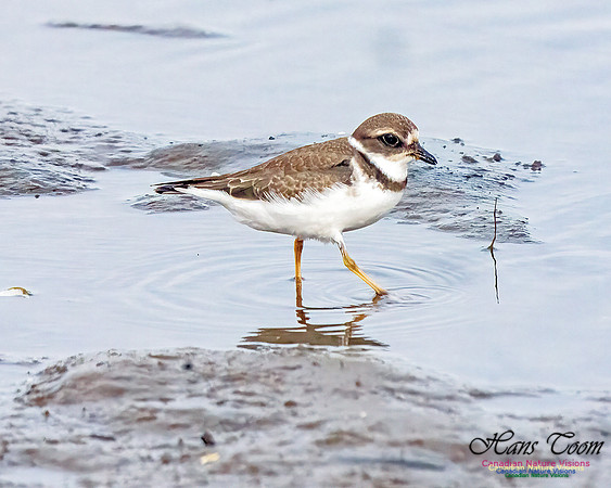 Semipalmated Plover 351