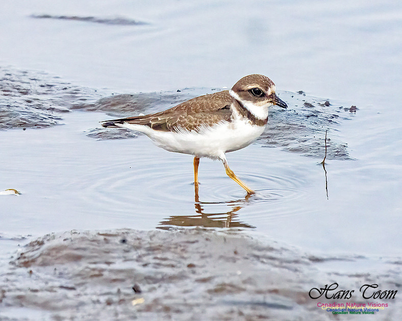 Semipalmated Plover 351