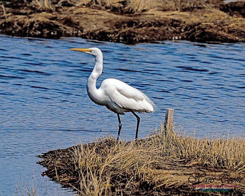 Great Egret 605