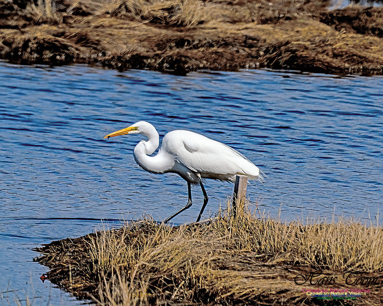 Great Egret 607