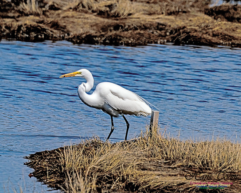 Great Egret 606