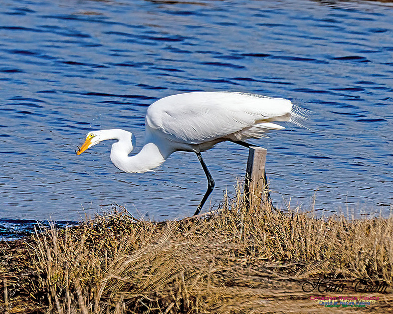Great Egret 608