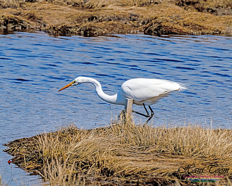 Great Egret 610