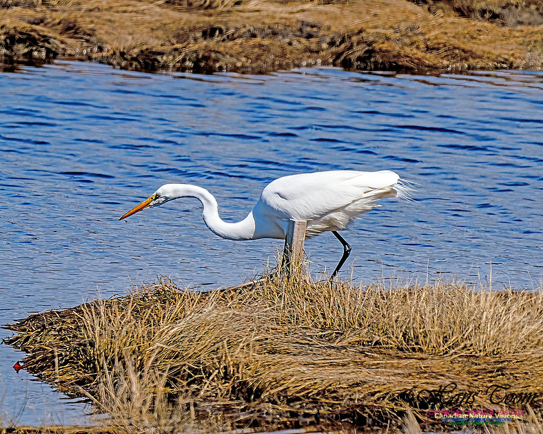 Great Egret 609