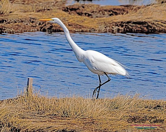 Great Egret 611