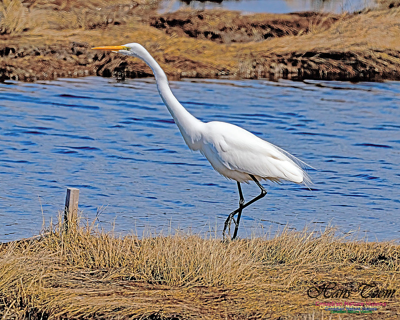 Great Egret 611