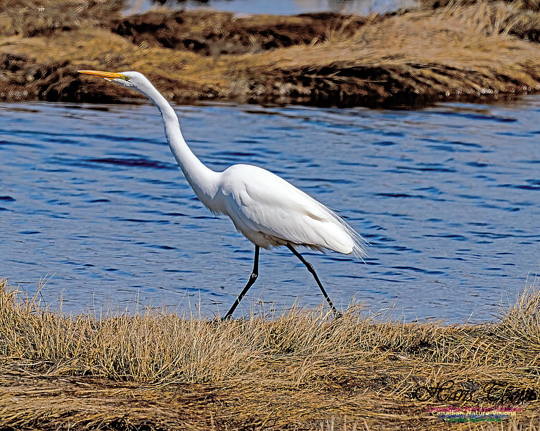 Great Egret 612