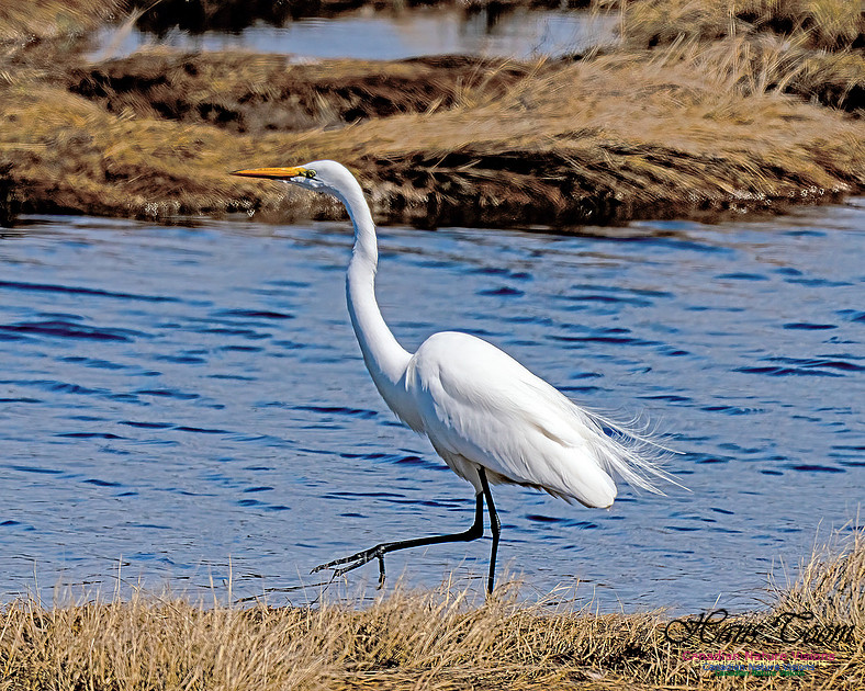Great Egret 613