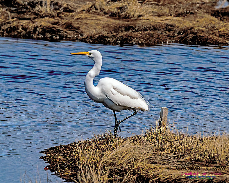 Great Egret 603