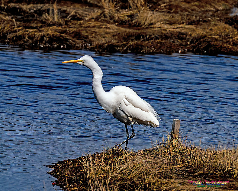 Great Egret 602